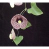 Aristolochia Elegans - Candiles