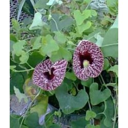 Aristolochia Elegans - Candiles