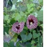 Aristolochia Elegans - Candiles