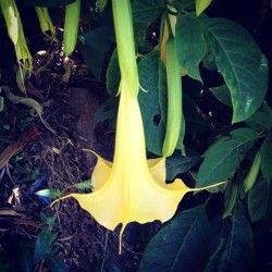 Brugmansia Suaveolens Yellow...  Floripondio Amarillo