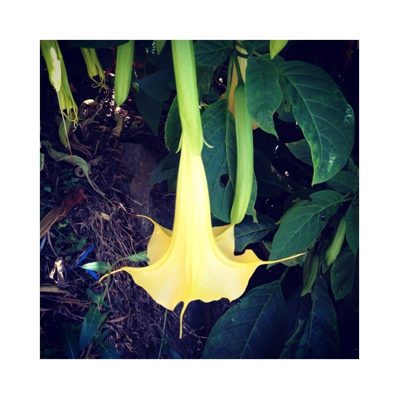 Brugmansia Suaveolens Yellow...  Floripondio Amarillo