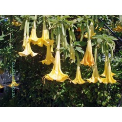 Brugmansia Suaveolens Yellow...  Floripondio Amarillo