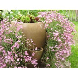 Gypsophila paniculata - Nube ROSA O BLANCA