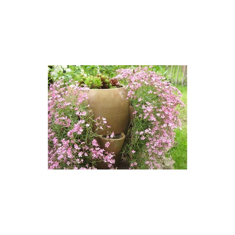 Gypsophila paniculata - Nube ROSA O BLANCA