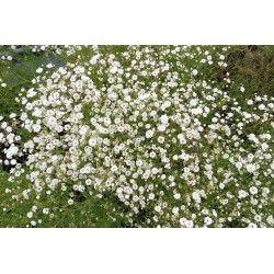 Gypsophila paniculata - Nube ROSA O BLANCA