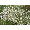 Gypsophila paniculata - Nube ROSA O BLANCA