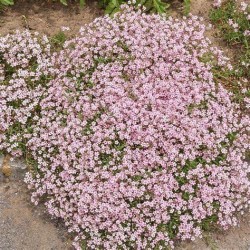 Gypsophila paniculata - Nube ROSA O BLANCA