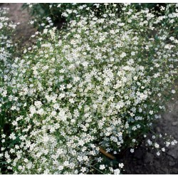 Gypsophila paniculata - Nube ROSA O BLANCA