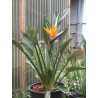 Strelitzia Reginae - Ave Del Paraiso