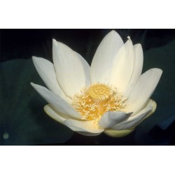 Flor de loto, Loto sagrado - Nelumbo nucifera MIX 'Alba...