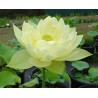 Flor de loto, Loto sagrado - Nelumbo nucifera MIX 'Alba Striata' , 'Alba Grandiflora', 'Rosa Plena'