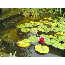 Flor de loto, Loto sagrado - Nelumbo nucifera MIX 'Alba Striata' , 'Alba Grandiflora', 'Rosa Plena'