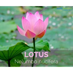 Flor de loto, Loto sagrado - Nelumbo nucifera MIX 'Alba Striata' , 'Alba Grandiflora', 'Rosa Plena'