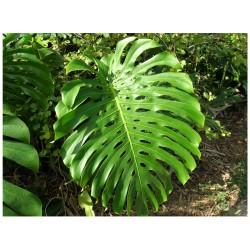 Monstera deliciosa - Monstera, planta calavera