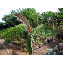 Dictyosperma Album, variedad Rubrum - Palmera huracán