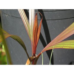 Dictyosperma Album, variedad Rubrum - Palmera huracán