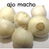 Bulbos Grandes De Allium Sativum O Ampelopras  - Ajo Macho