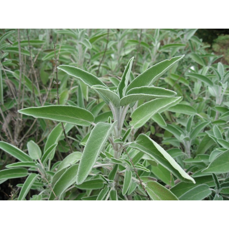 Salvia Officinalis - Salvia común