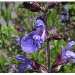 Salvia Officinalis - Salvia común