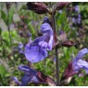 Salvia Officinalis - Salvia común