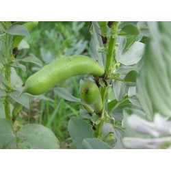 Vicia faba - Haba var. Granadina