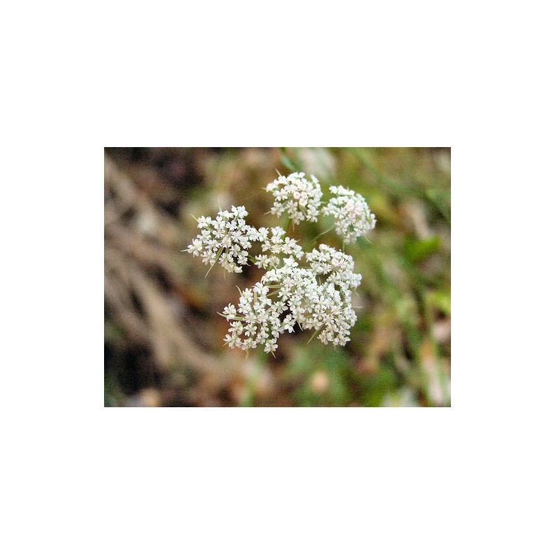 Pimpinella Anisum - Anís