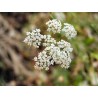 Pimpinella Anisum - Anís