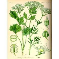 Pimpinella Anisum - Anís