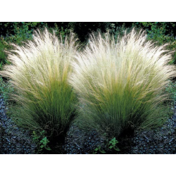 Stipa Tenuissima - pony tail [product.brand] 3 - Semillas Las Huertas 