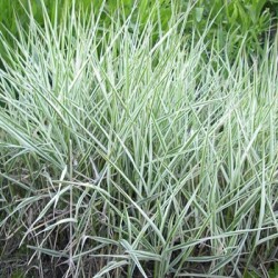 Phalaris - Phalaris Arundinacea