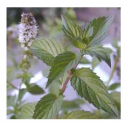 Hoja seca semitriturada Mentha X Piperita -  Menta