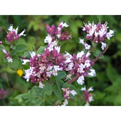 Origanum Vulgare - Orégano