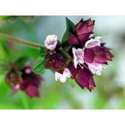 Origanum Vulgare - Orégano