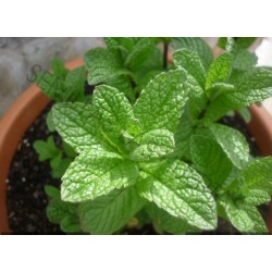 Mentha Spicata - Hierbabuena - Yerbabuena