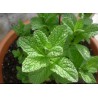 Mentha Spicata - Hierbabuena - Yerbabuena