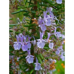 Rosmarinus Officinalis - Romero