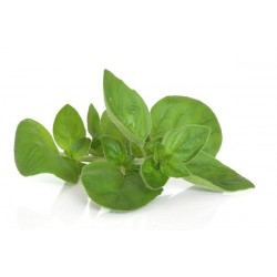 Origanum Majorana - Mejorana