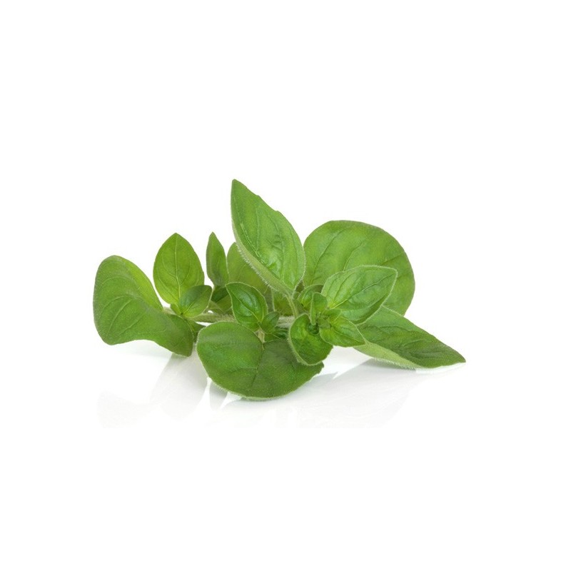 Origanum Majorana - Mejorana