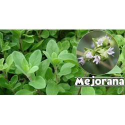 Origanum Majorana - Mejorana