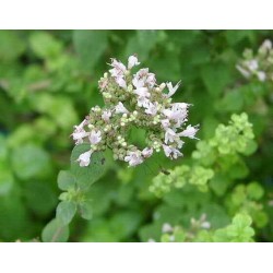 Origanum Majorana - Mejorana