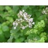 Origanum Majorana - Mejorana