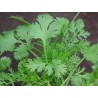 Coriandum Sativum - Cilantro marroquí sin tratamiento