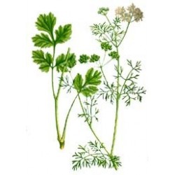 Coriandum Sativum - Cilantro marroquí sin tratamiento