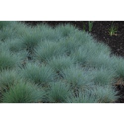 Festuca Ovina Glauca - Festuca azul