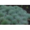 Festuca Ovina Glauca - Festuca azul