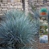 Festuca Ovina Glauca - Festuca azul