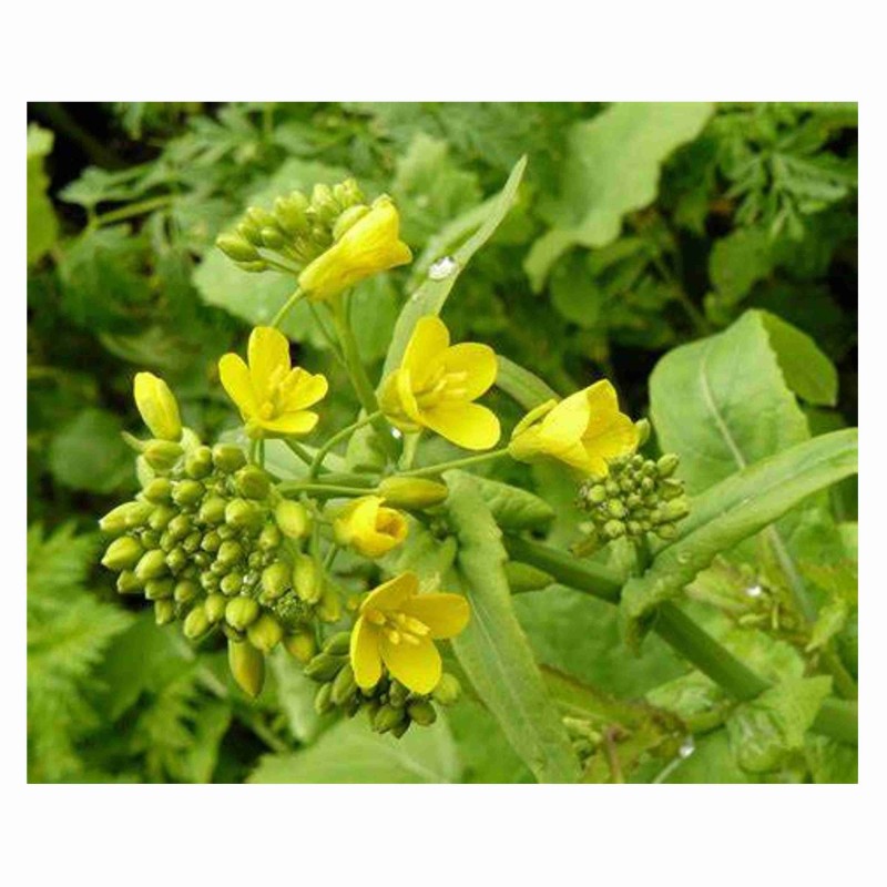 Brassica Juncea - Mostaza