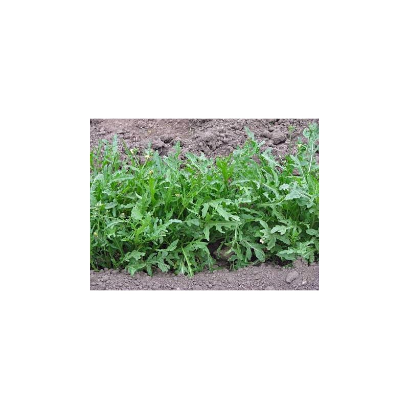 Eruca Vesicaria- Arugula variedad Wild rocket