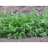 Eruca Vesicaria- Arugula variedad Wild rocket