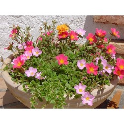 Portulaca Oleracea - Verdolaga